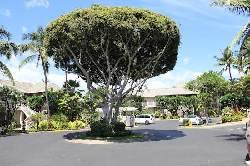 Well-manicured landscaping is enjoyed by Grand Champions residents